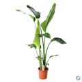 Strelitzia nicolai (white bird of paradise) – Ø21 cm, 100 cm high