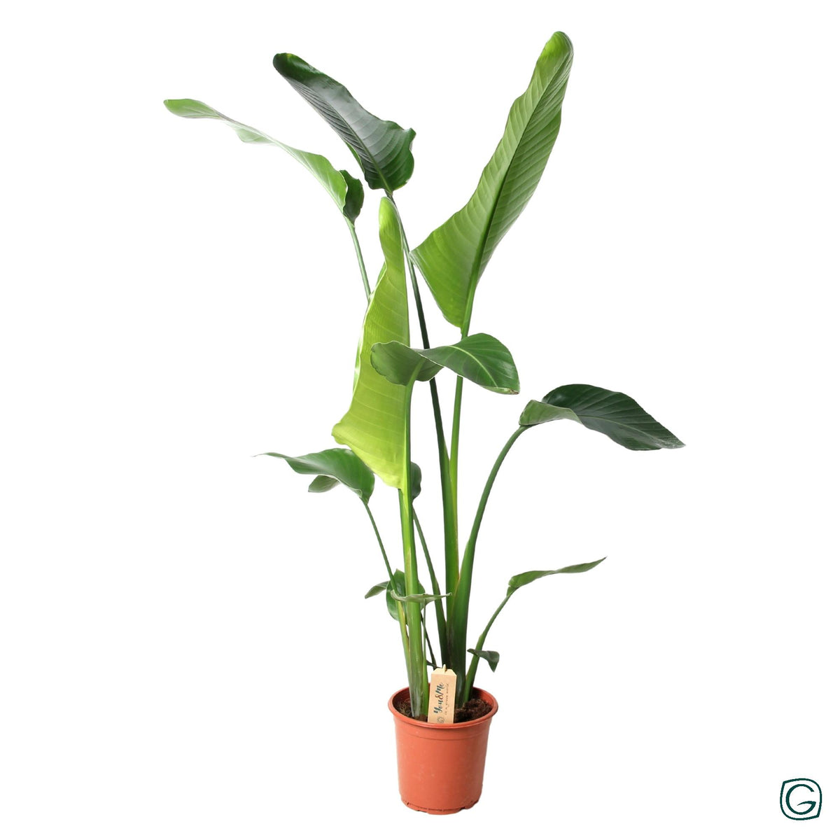 Strelitzia nicolai (white bird of paradise) – Ø21 cm, 100 cm high
