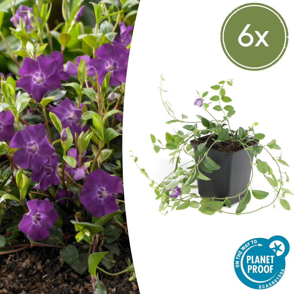 Vinca minor 'Atropurpurea,' (Gewöhnlicher Immergrün) – 6 Pflanzen, Ø9 cm, 10–25 cm hoch