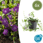 Vinca minor 'Atropurpurea,' (Gewöhnlicher Immergrün) – 6 Pflanzen, Ø9 cm, 10–25 cm hoch