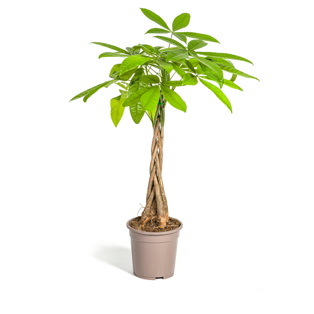 Pachira aquatica (Geldbaum) – Ø 19 cm, 70–90 cm hoch