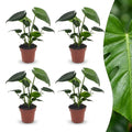 4× Monstera deliciosa (Fensterblatt) – Ø12 cm, 30 cm hoch