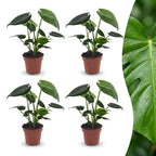 4× Monstera deliciosa (Fensterblatt) – Ø12 cm, 30 cm hoch