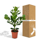 Clusia Rosea Princess – Ø17 cm, 60 cm de haut