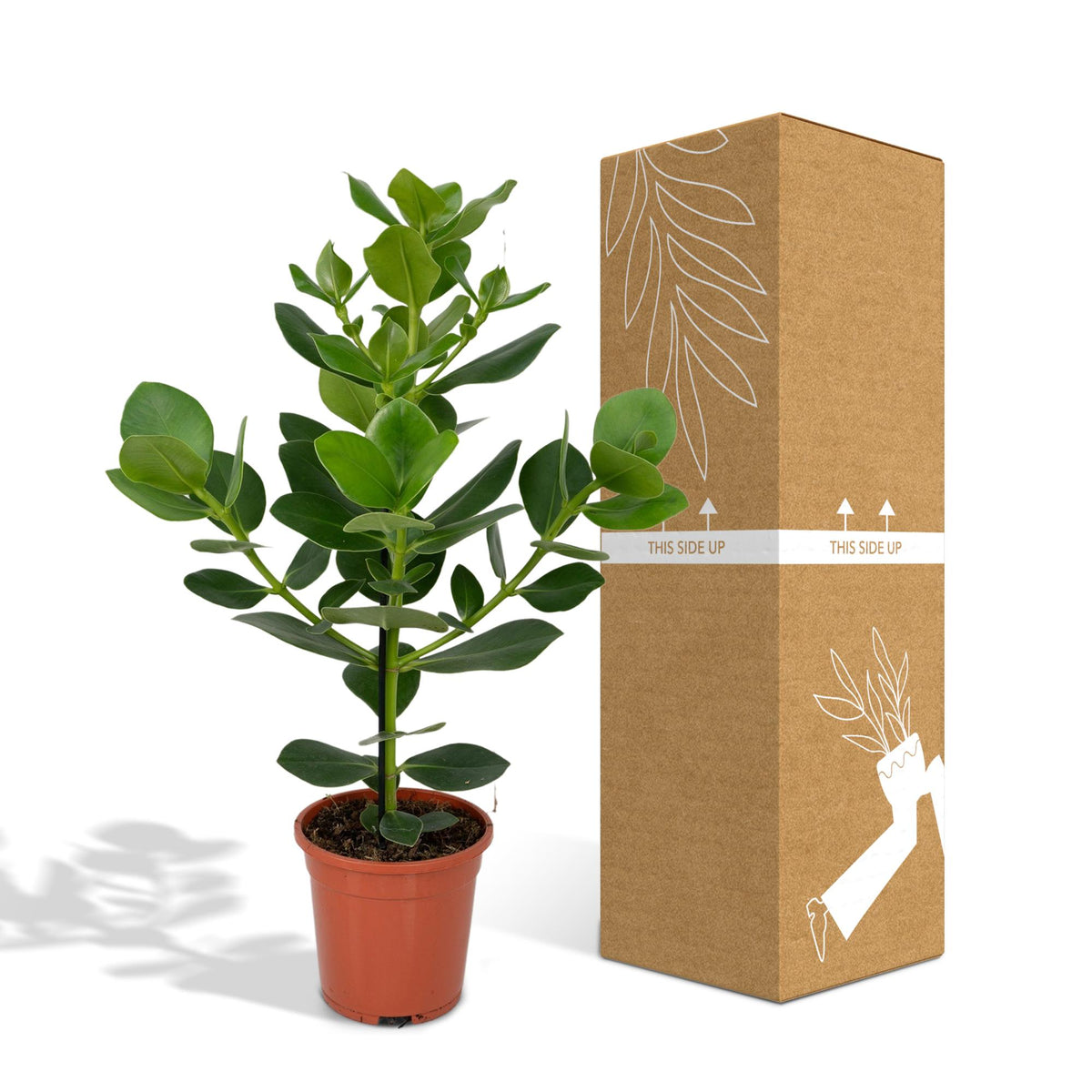 Clusia Rosea Princess – Ø 17 cm, 60 cm hoch