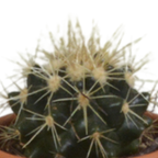 Kaktusmix (Cactaceae) i terrakottakrukke – Ø6 cm, 13 cm høj