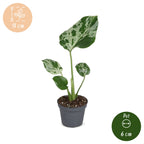 Monstera deliciosa Bulbarsaur (plante percée) – Ø6 cm, 18 cm de haut