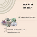 ROOTLESS Echeveria Medium Mix GIY Box – Ø19 cm, 5 cm høj