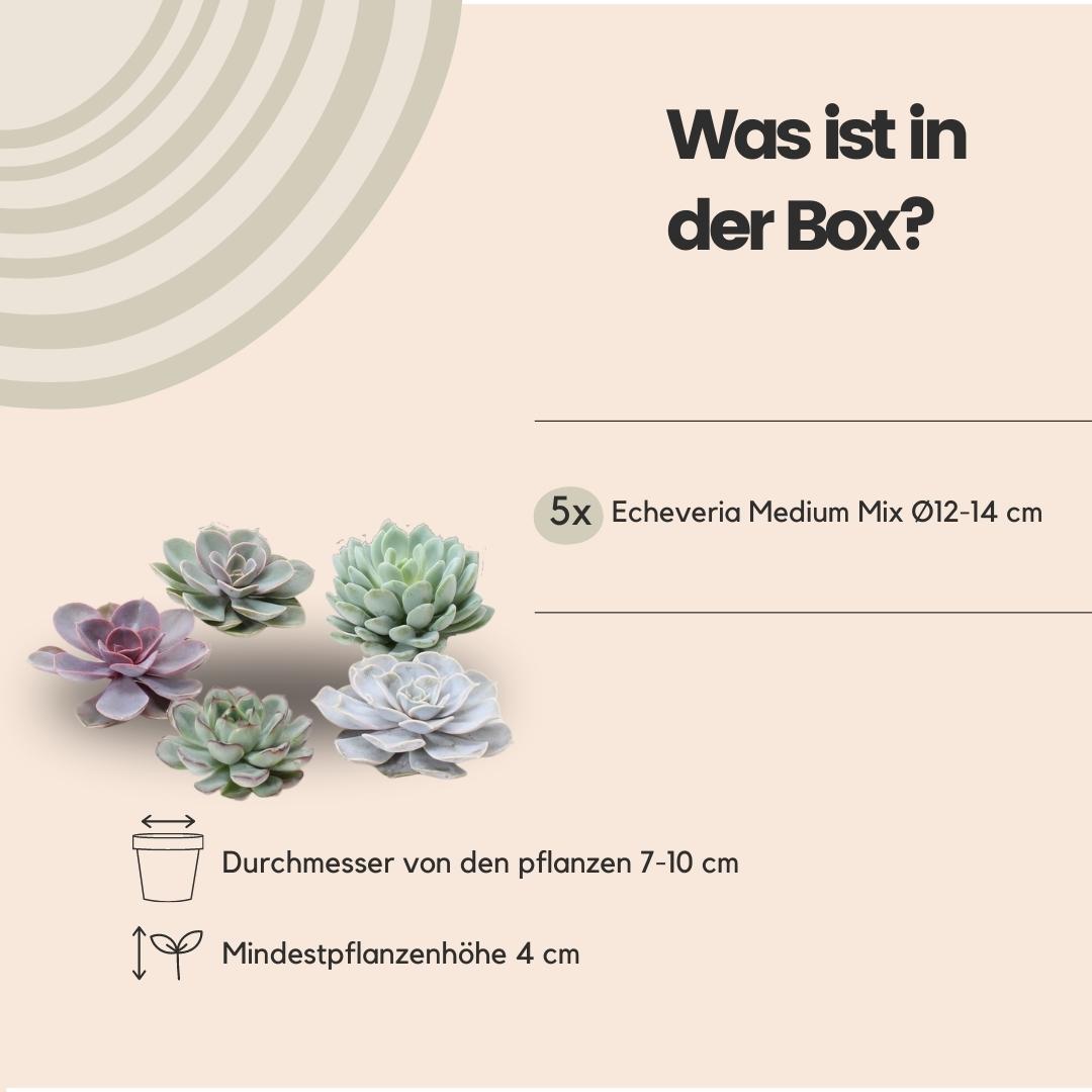 ROOTLESS Echeveria Medium Mix GIY Box – Ø19 cm, 5 cm høj
