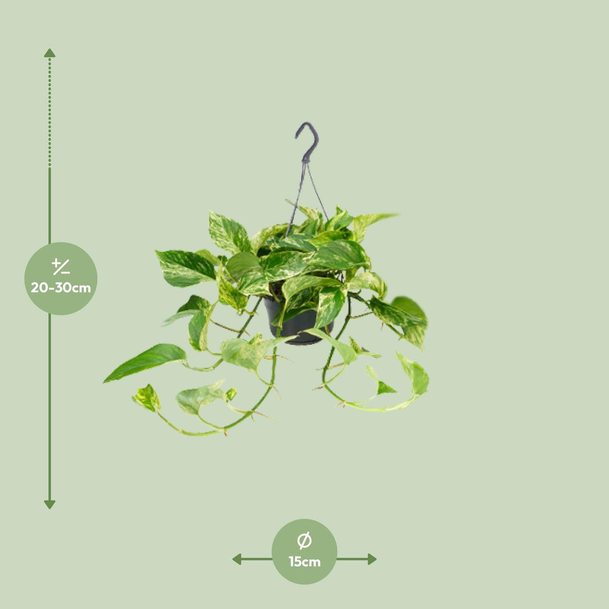 Epipremnum Marble Queen (scindapsus) – Ø15 cm, 25 cm høj – art. 2882