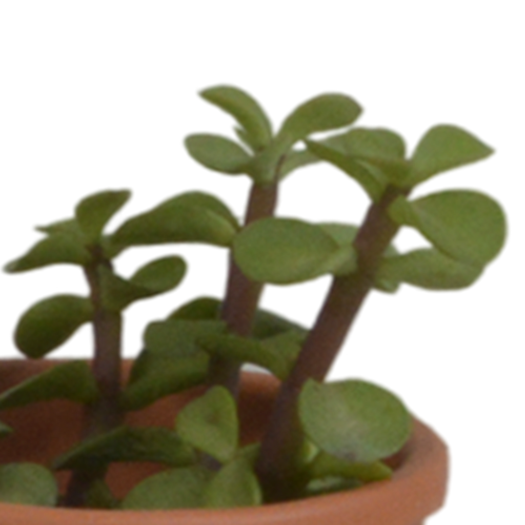 Vetplanten in terracotta pot – Ø6 cm, 13 cm hoog