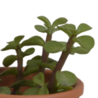 Vetplanten in terracotta pot – Ø6 cm, 13 cm hoog