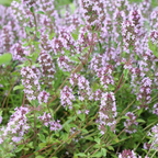 Thymus vulgaris (thym) – 60 plants, Ø9 cm, 10–25 cm de haut
