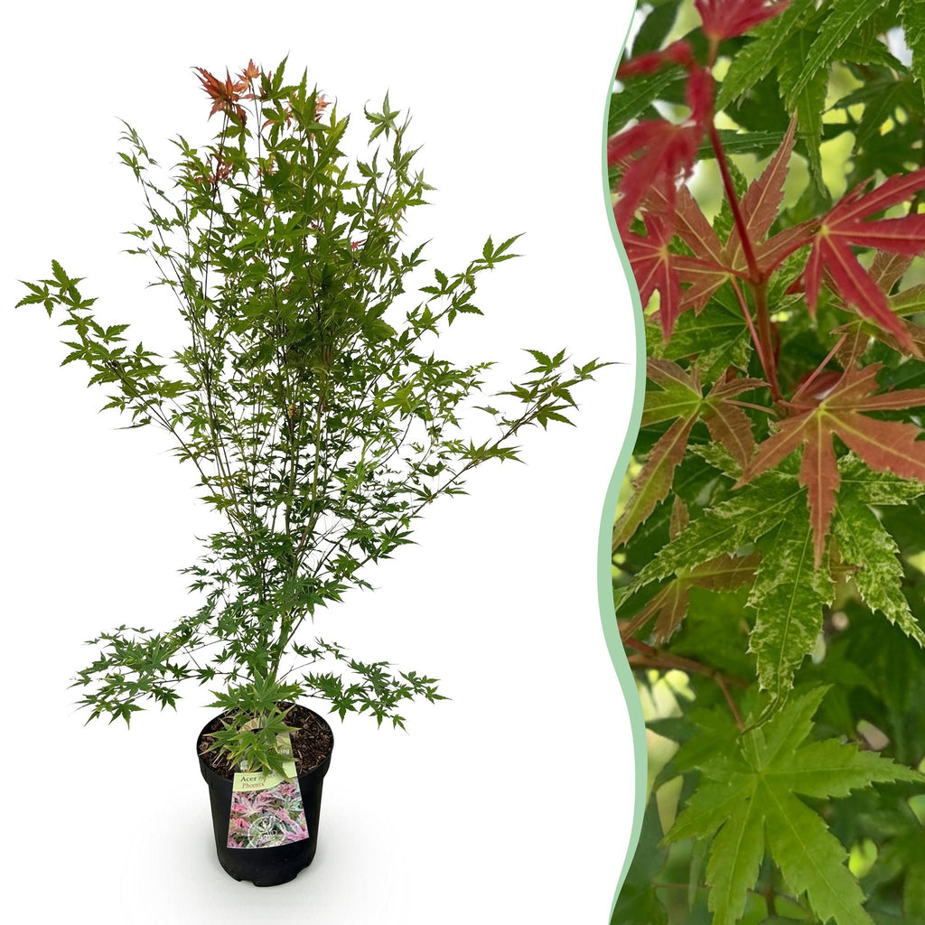Acer palmatum 'Phoenix' (érable du Japon) – rouge – Ø26 cm, 90 cm de haut