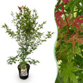 Acer palmatum 'Phoenix' (érable du Japon) – rouge – Ø26 cm, 90 cm de haut