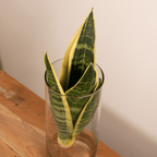 Sansevière en verre cylindrique (Sansevière) – Ø12 cm, 30 cm de haut