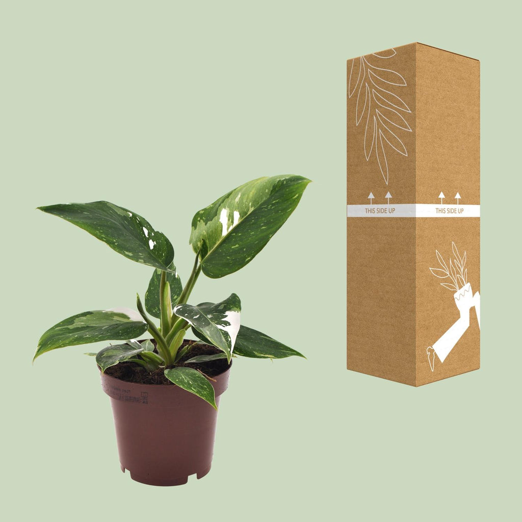 Philodendron White Princess – Ø 12 cm, 25 cm hoch