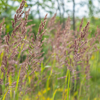 Calamagrostis brachytricha (chiendent piquant) – 60 plants, Ø9 cm, 10–25 cm de haut