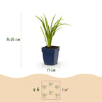 Hemerocallis 'Autumn Red' (Taglilie) – rot – 3 Pflanzen, Ø 11 cm, 15–25 cm hoch