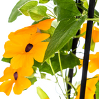 Thunbergia alata 'Sunny Susy New Orange' (black-eyed Susan) – 4 plants, Ø13 cm, 60 cm high