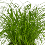 2× Kattegræs (Cyperus) – Ø12 cm, 20 cm høj