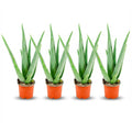4× Aloë Vera (aloe) – Ø11 cm, 35–40 cm hoog
