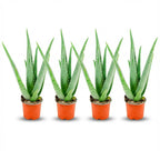 4× Aloë Vera (aloe) – Ø11 cm, 35–40 cm hoog