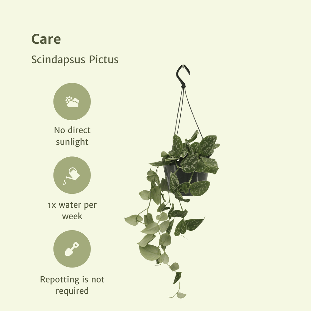 2× Scindapsus pictus (Epipremnum) – Ø15 cm, 20 cm høj
