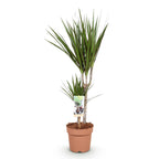 Dracaena marginata (dragebreg) – Ø17 cm, 70–80 cm høj