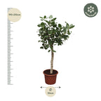 Ficus Benghalensis boom – Ø50 cm, 200 cm hoog