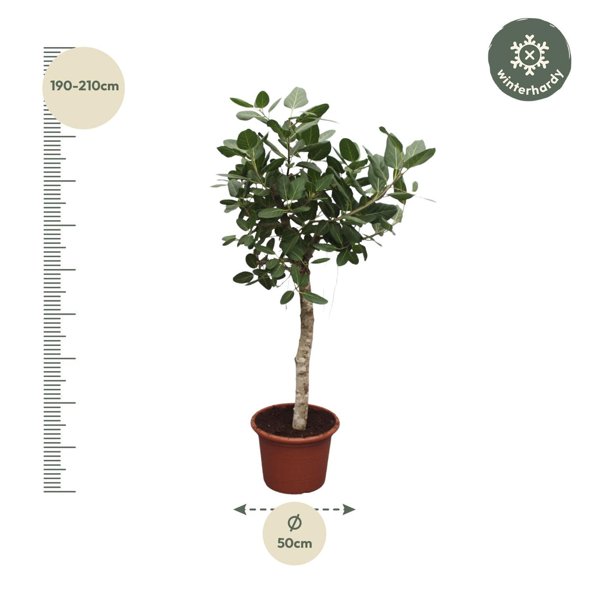 Ficus Benghalensis boom – Ø50 cm, 200 cm hoog
