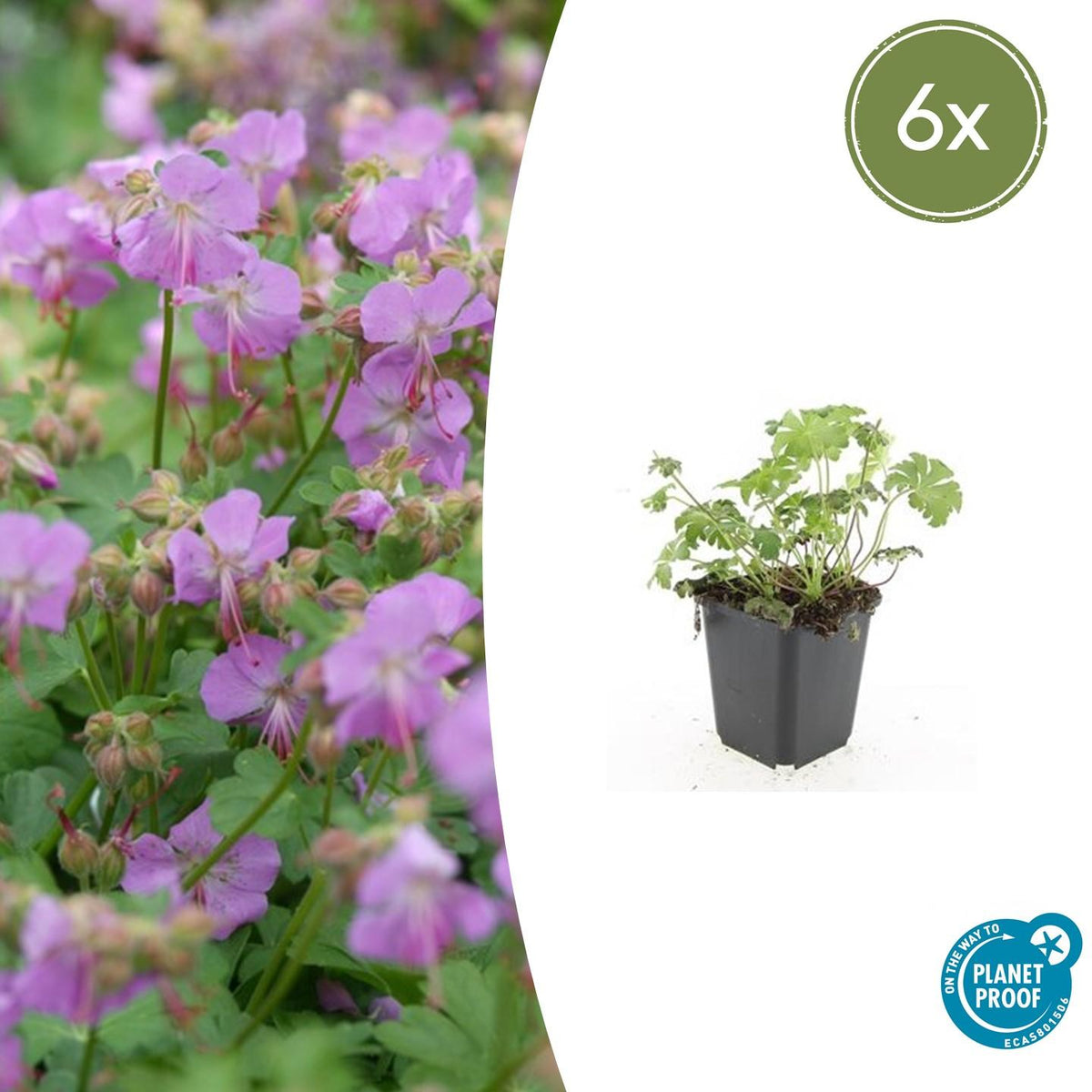 Geranium cantabrigiense 'Cambridge' (Storkenblume) – 6 Pflanzen, Ø9 cm, 10–25 cm hoch – Bild 2