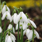 Große Schneeglocke (Galanthus elwesii) – 25 Blumenzwiebeln (Zwiebelgröße 5/6)