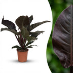Philodendron Imperial Red – Ø19 cm, 60 cm de haut