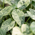 Alocasia Dragon Scale Mint Variegata (elefantøre) – Ø6 cm, 12 cm høj