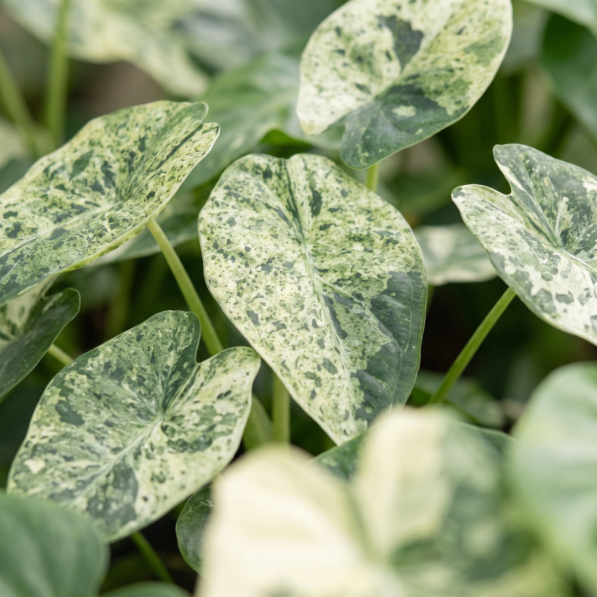 Alocasia Dragon Scale Mint Variegata (elefantøre) – Ø6 cm, 12 cm høj