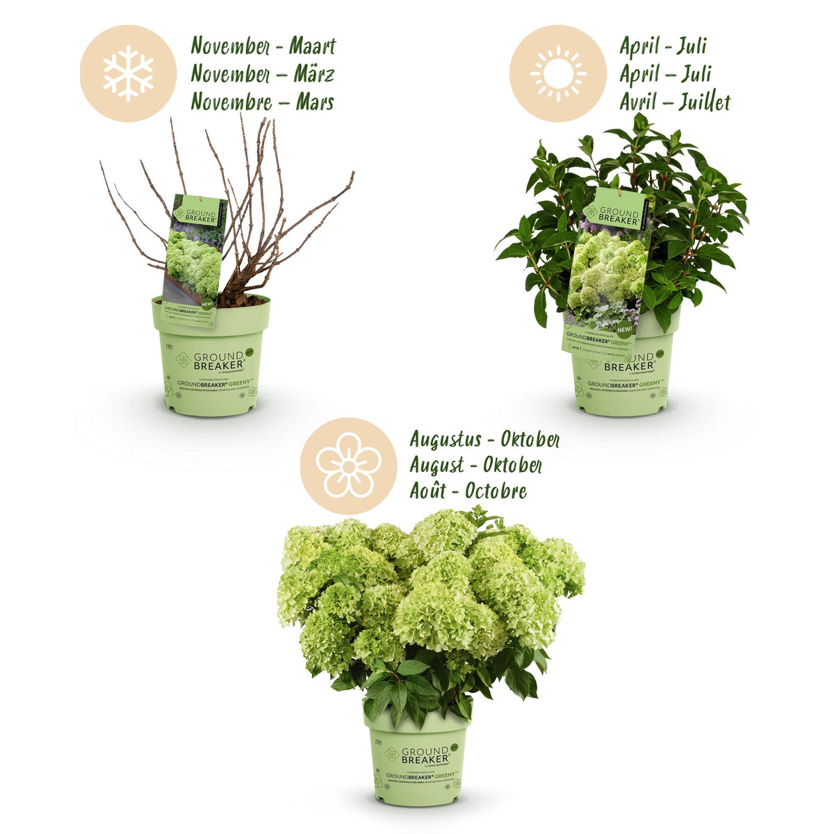 Hydrangea panniculata 'Groundbreaker Greeny' (pluimhortensia) – crème – 8 planten, Ø14 cm, 20–25 cm hoog