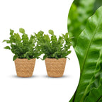 2× Asplenium Crispy Wave (bird's nest fern) with basket – Ø12 cm, 30 cm high
