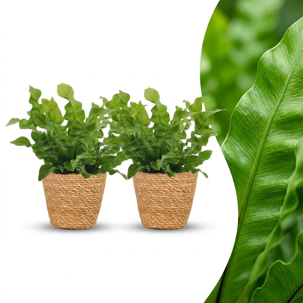 2× Asplenium Crispy Wave (fuglenæstbregne) med kurv – Ø12 cm, 30 cm høj