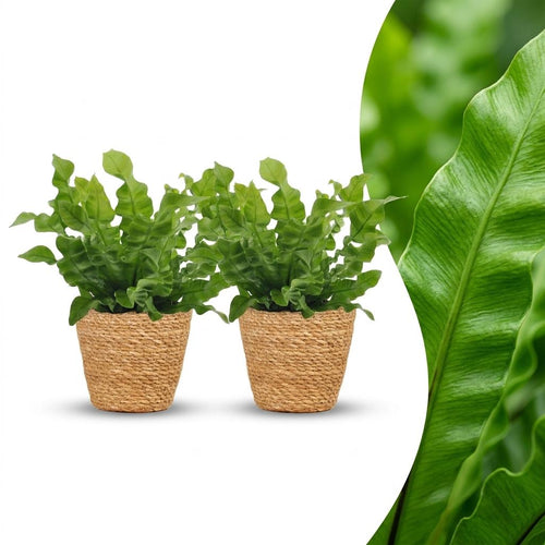 2× Asplenium Crispy Wave (Schachtelhalmfarn) mit Korb – Ø12 cm, 30 cm hoch