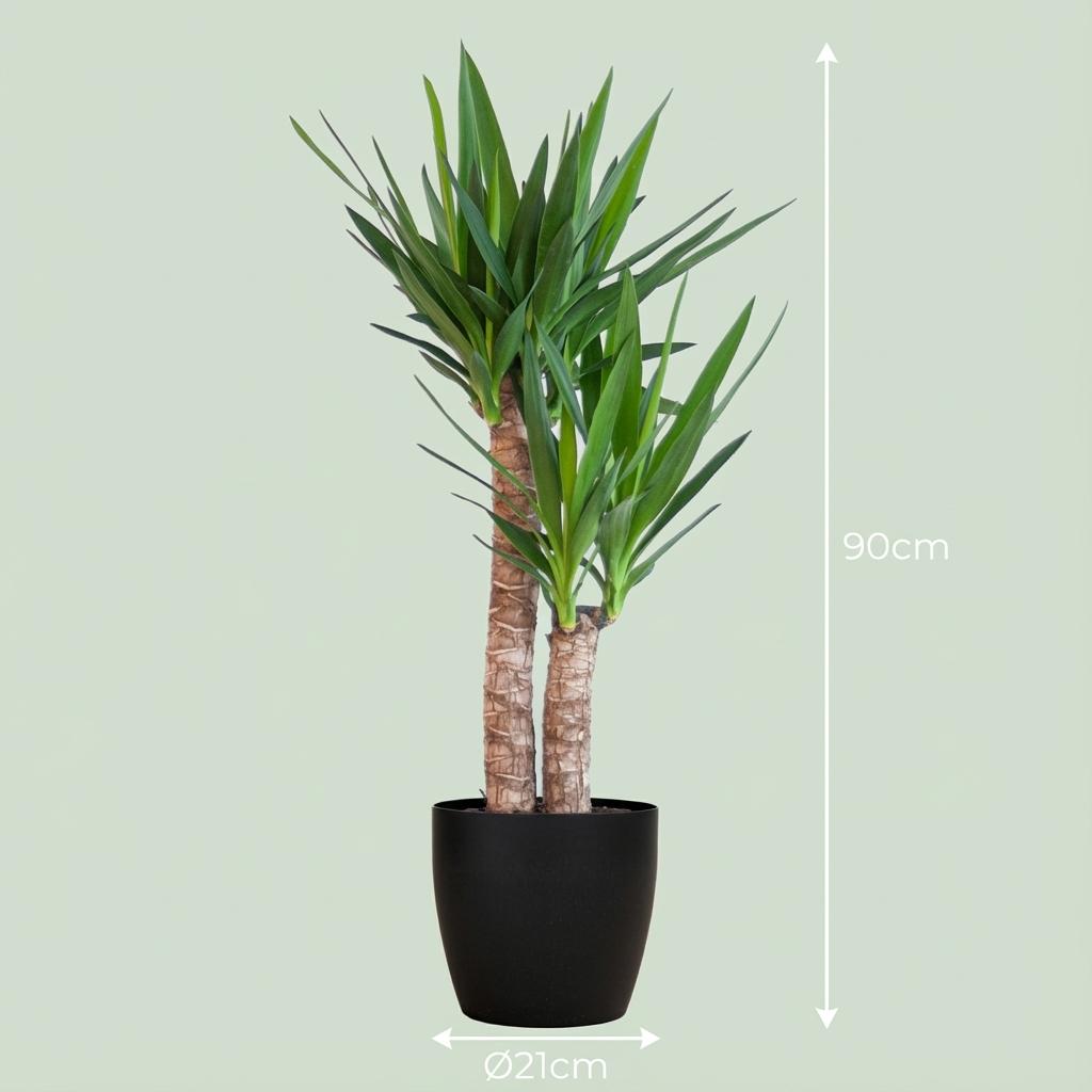 Yucca elephantipes im schwarzen Pflanzgefäß – Ø 21 cm, 90 cm hoch