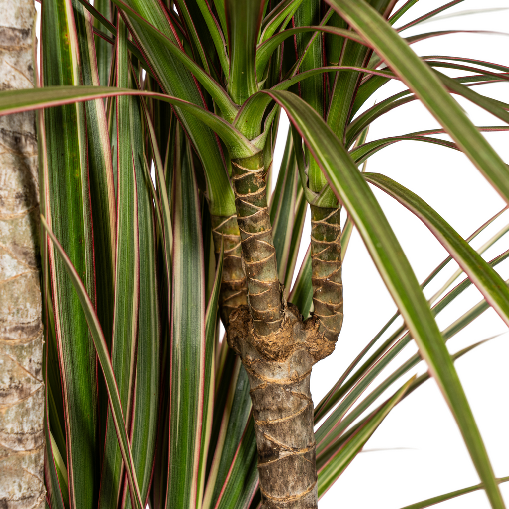 Dracaena marginata Bicolor (Drachenbaum) mit Korb – Ø 21 cm, 110–130 cm hoch