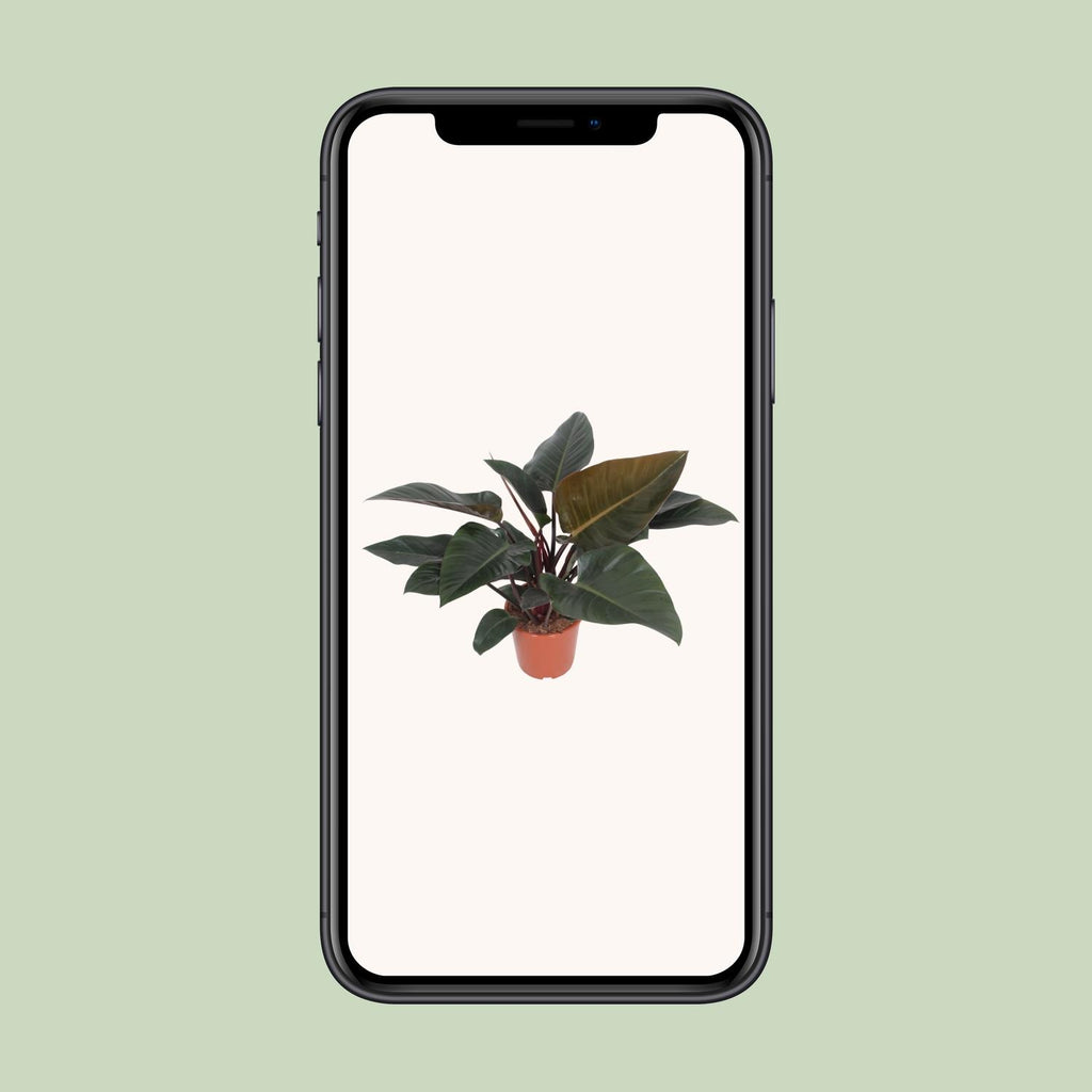 Philodendron Congo Red – Ø27 cm, 80 cm høj