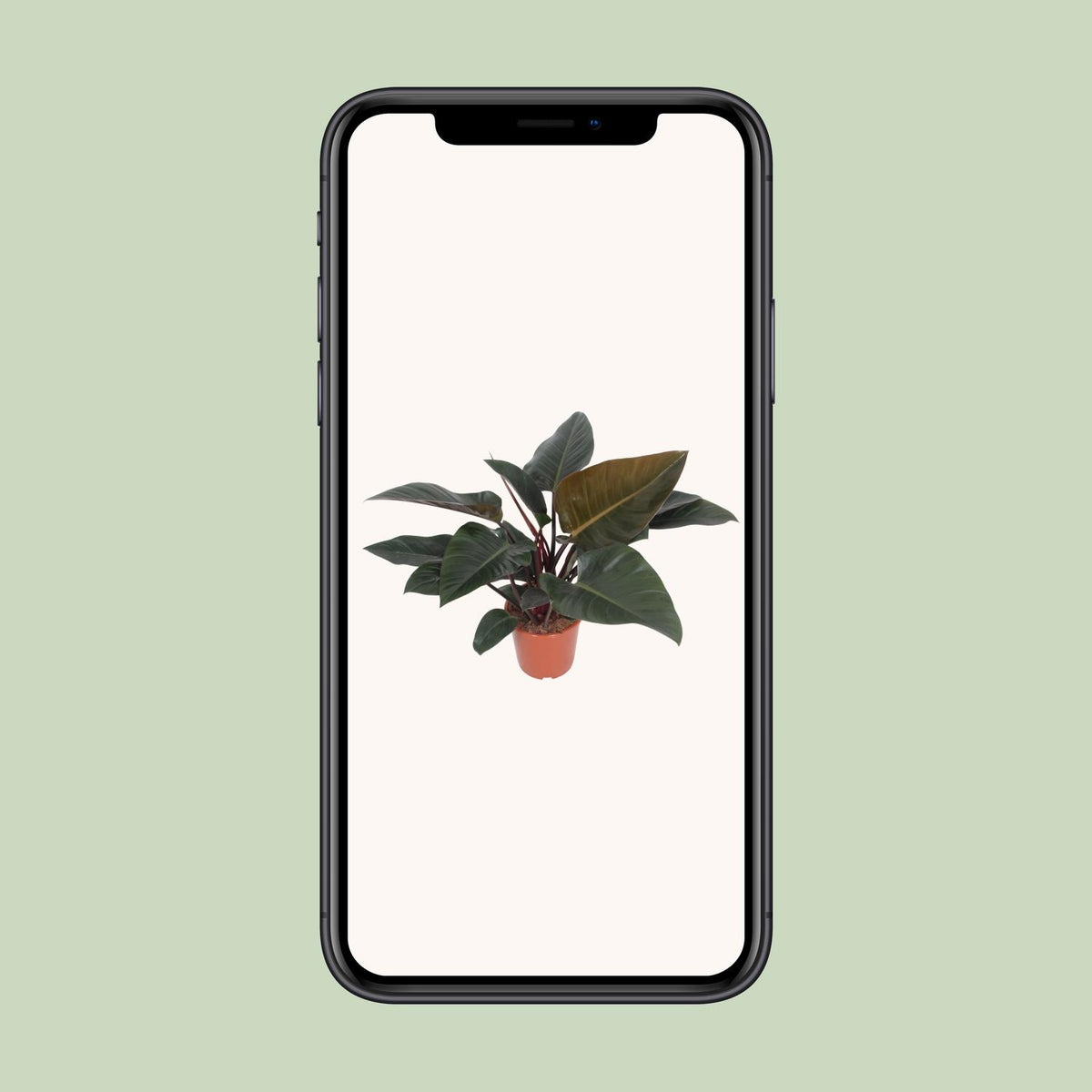 Philodendron Congo Red – Ø27 cm, 80 cm høj