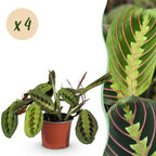 4× Maranta Fascinator Tricolour (plante prieuse) – Ø12 cm, 30–35 cm de haut