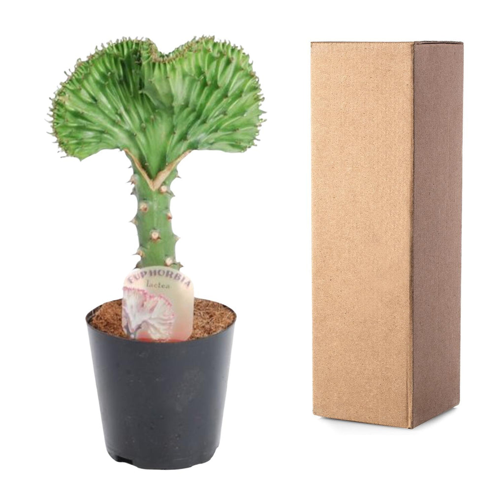 Euphorbia lactea Cristata grøn – Ø10 cm, 30 cm høj