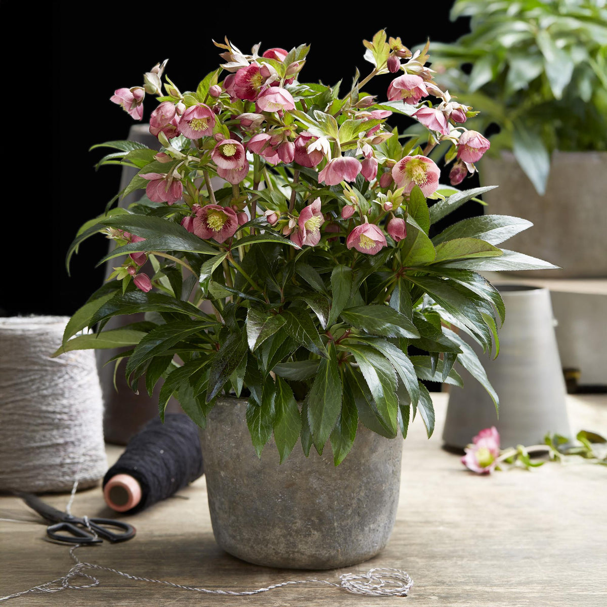 Helleborus 'Dacaya' (roze bloem) – Ø19 cm, 50 cm hoog – foto 5