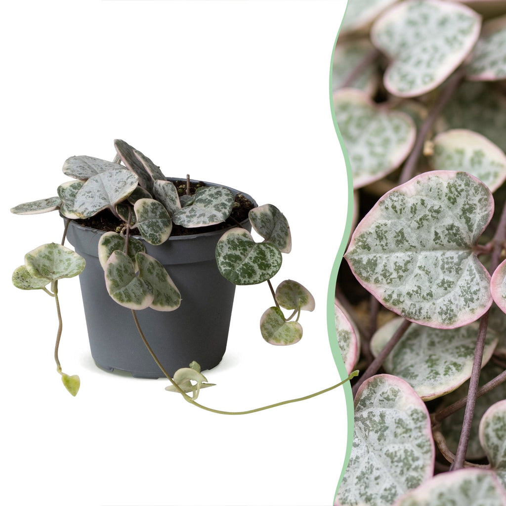 Ceropegia Woodii Variegata (lanterne chinoise) – Ø6 cm, 5 cm de haut