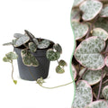 Ceropegia Woodii Variegata (lanterne chinoise) – Ø6 cm, 5 cm de haut
