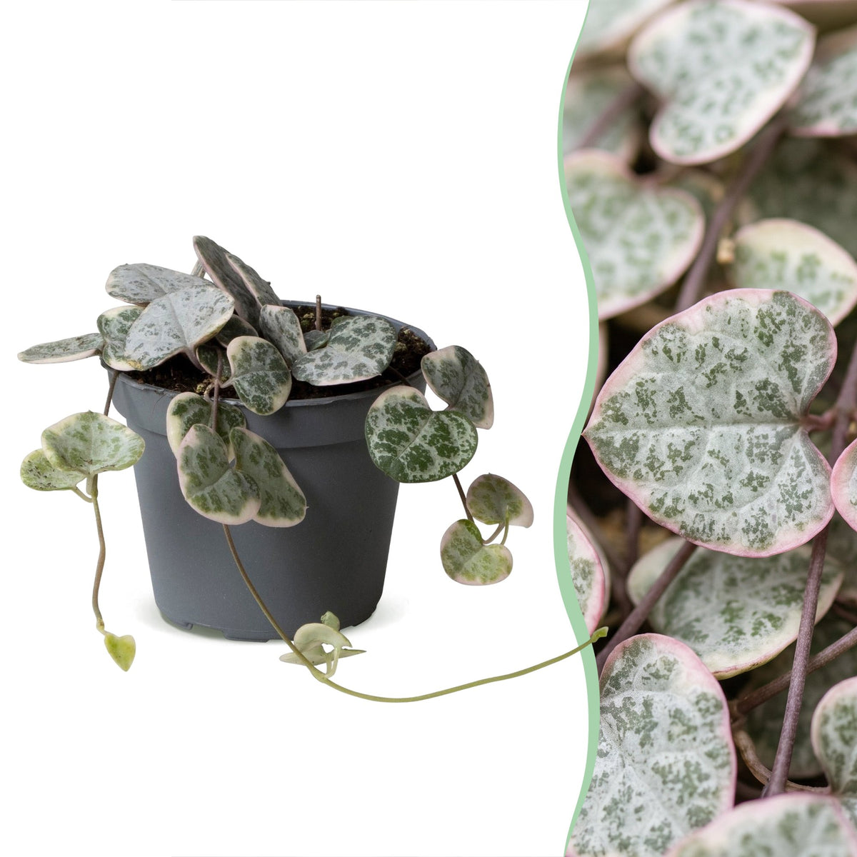 Ceropegia Woodii Variegata (lanterne chinoise) – Ø6 cm, 5 cm de haut